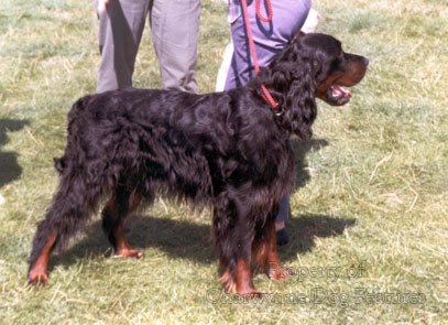 101-2 DUKE OF GORDON'S SETTER